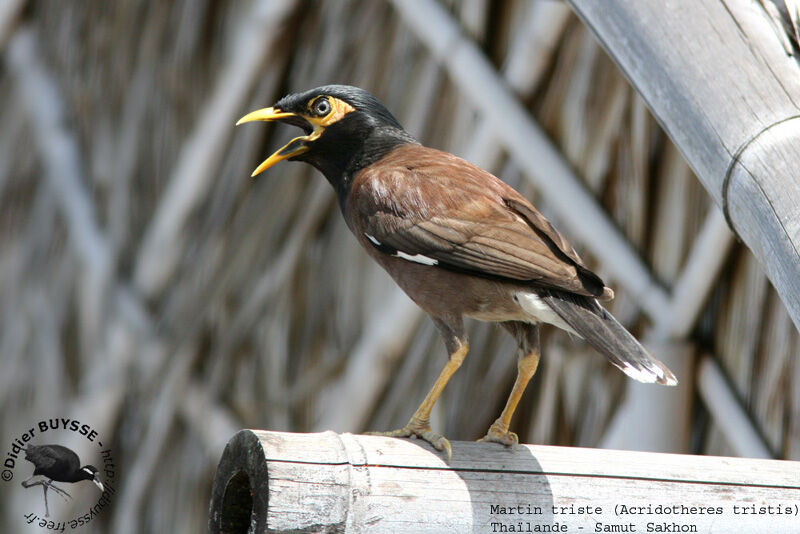 Common Myna