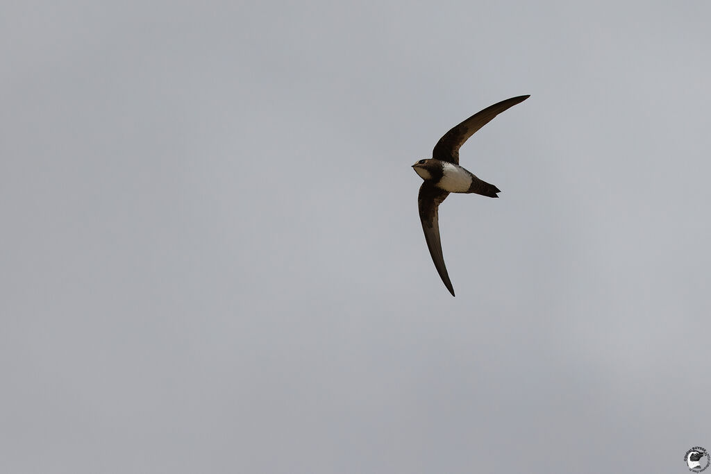 Martinet à ventre blanc