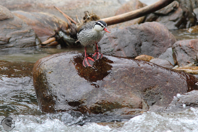 Torrent Duck male adult, identification