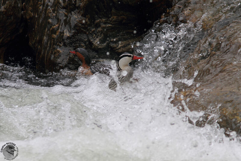 Torrent Duck , identification, Behaviour