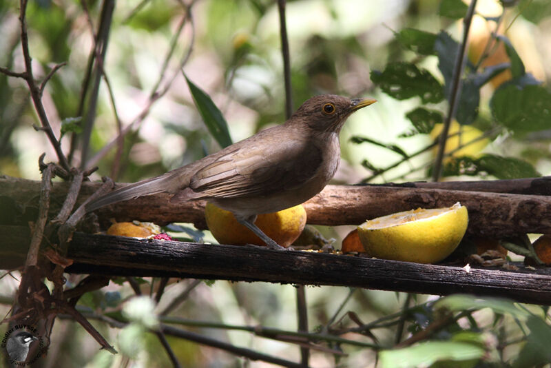 Merle d'Équateuradulte, identification