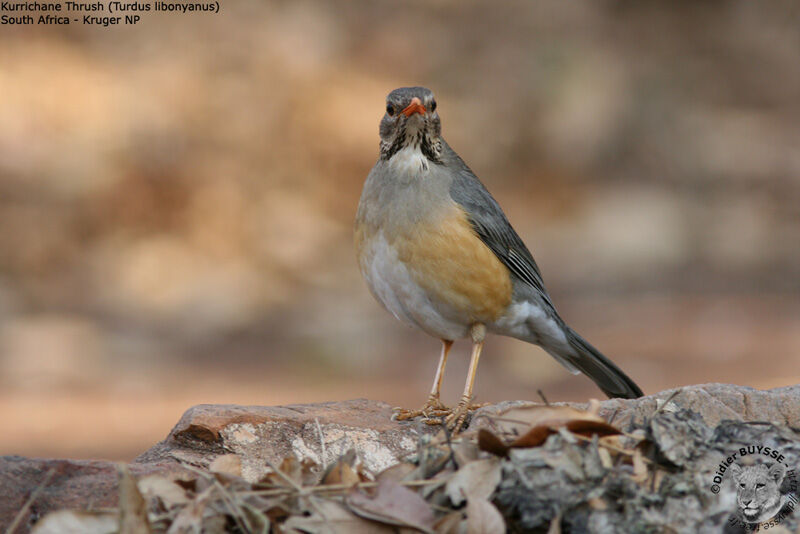 Kurrichane Thrush