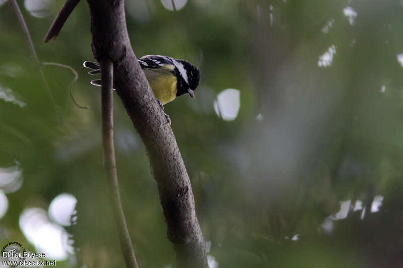 Mésange gracieuseadulte, identification