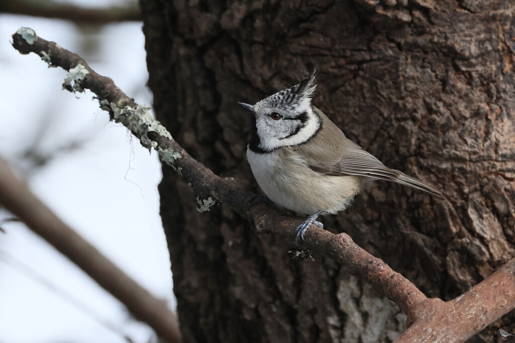 Mésange huppéeadulte