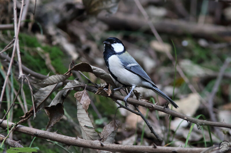 Cinereous Titadult, identification