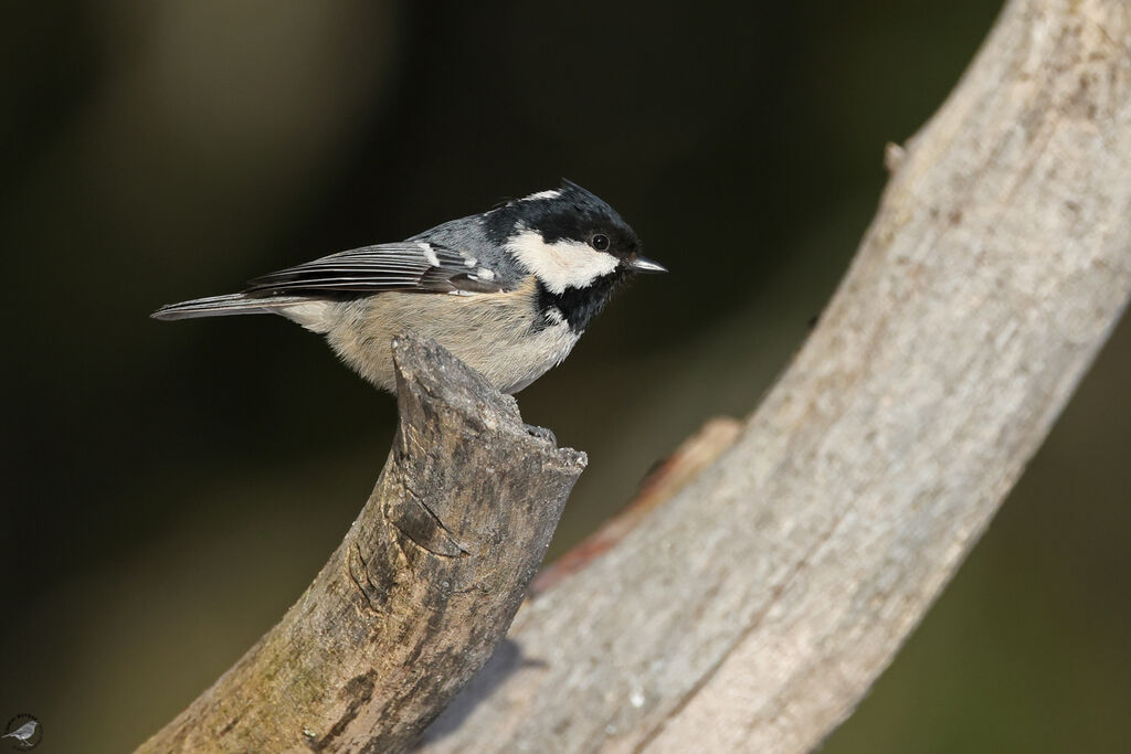 Mésange noireadulte