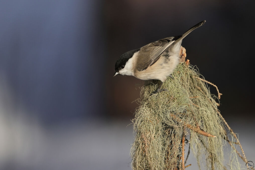Mésange nonnette