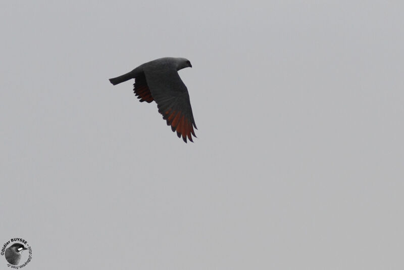 Plumbeous Kiteadult, Flight