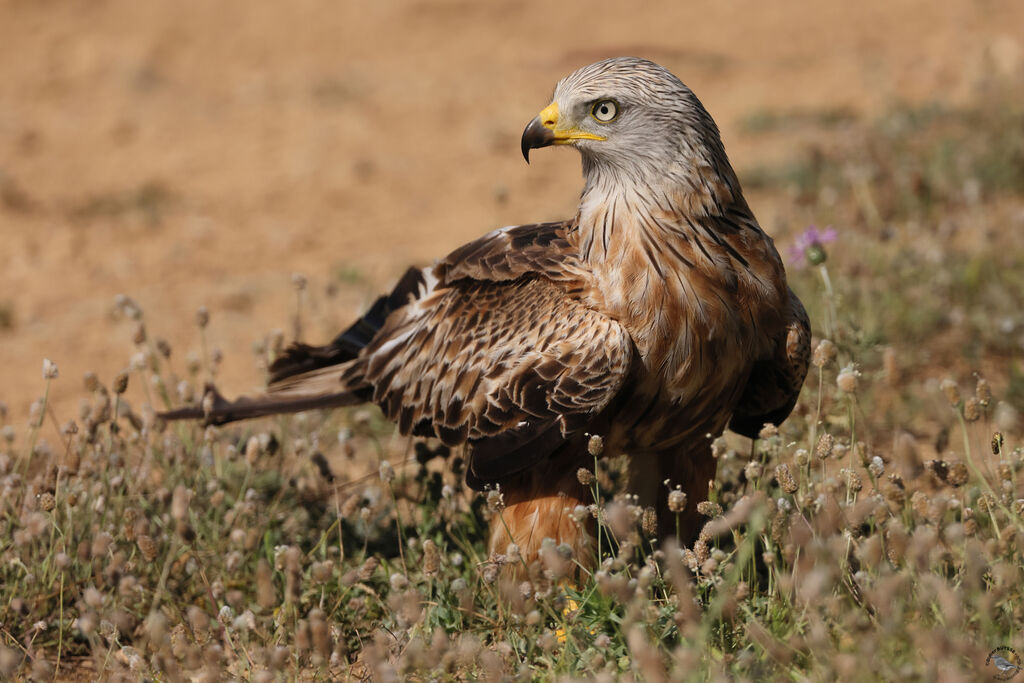 Red Kite