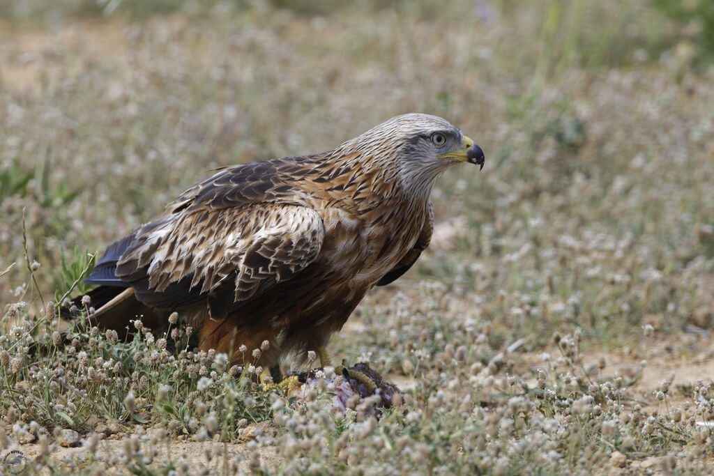 Red Kite, eats