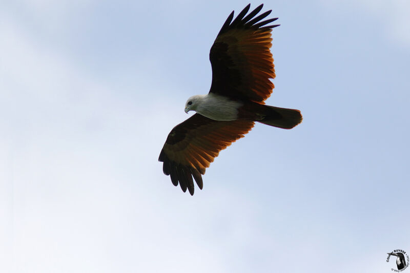 Brahminy Kiteadult breeding, Flight