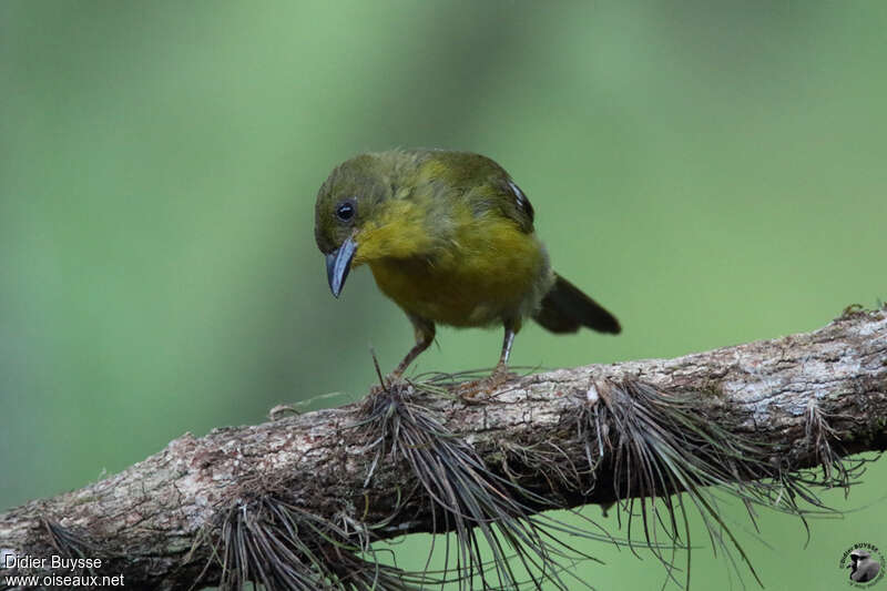 Olive-green Tanager