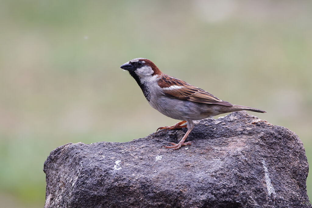 Moineau domestique mâle