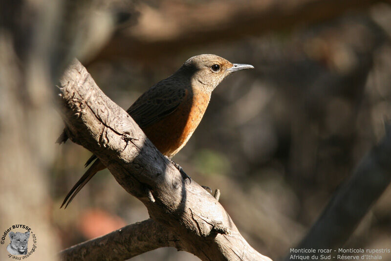 Cape Rock Thrush female adult, identification