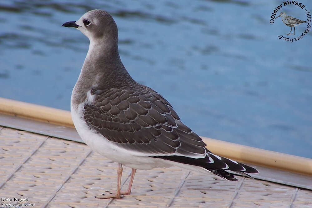 Sabine's GullFirst year, identification