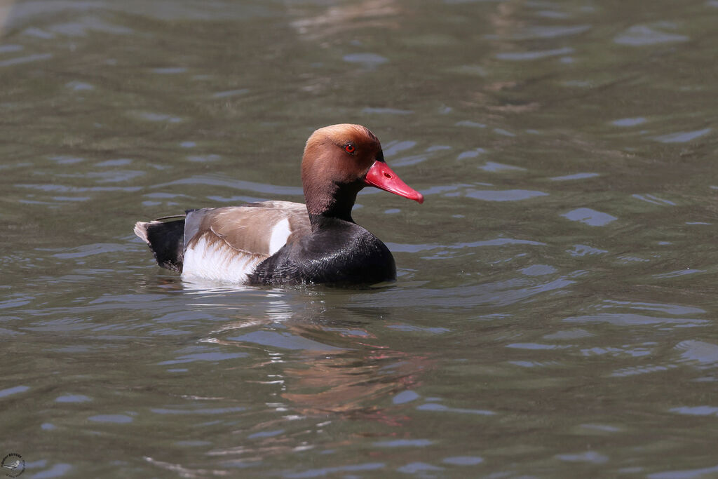 Red-crested Pochard male adult, swimming