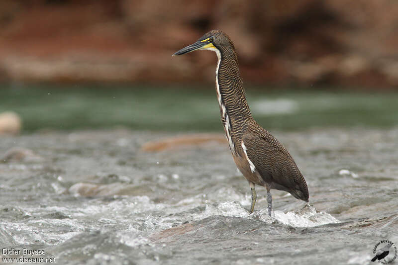 Fasciated Tiger Heronadult, identification