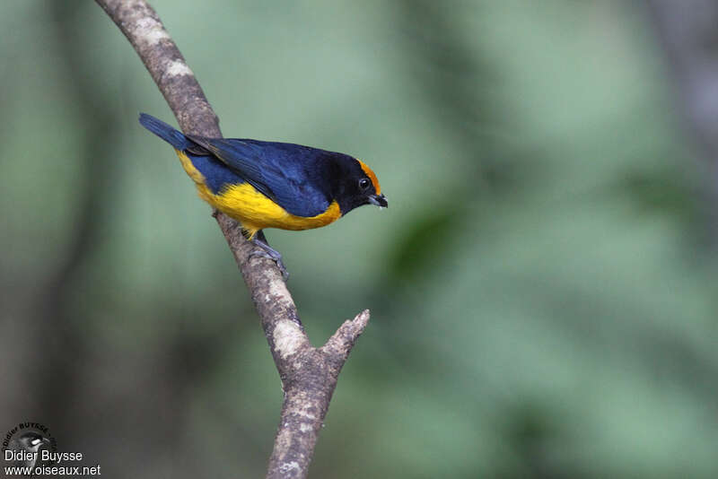 Orange-bellied Euphonia male adult breeding
