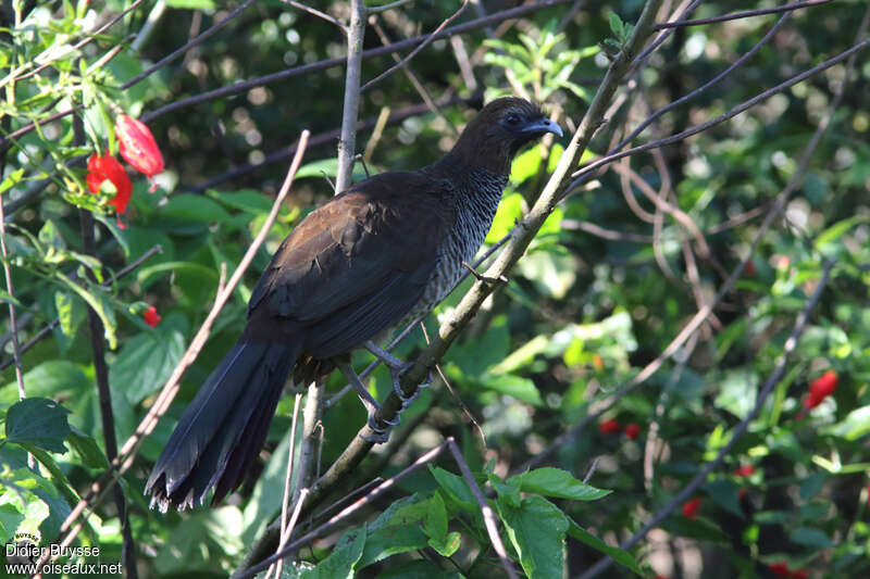 Scaled Chachalacaadult, identification