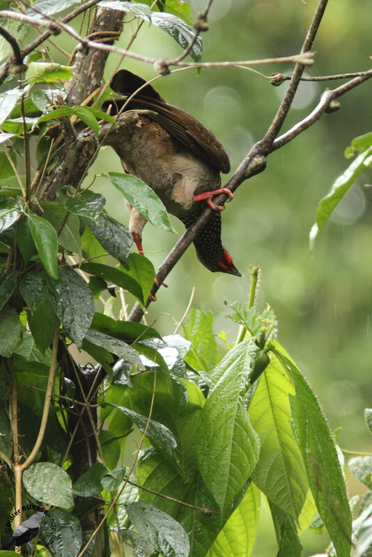 Speckled Chachalacaadult, identification