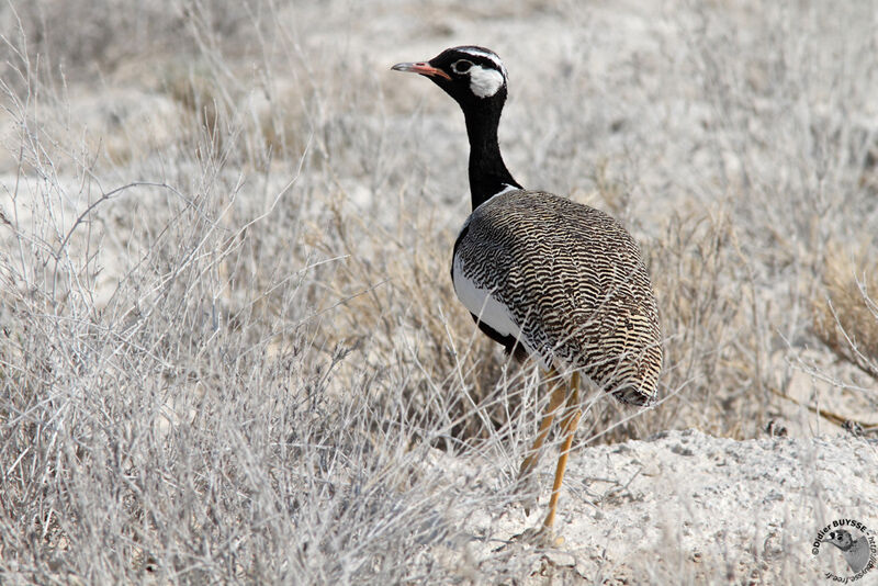 Northern Black Korhaan male adult, identification