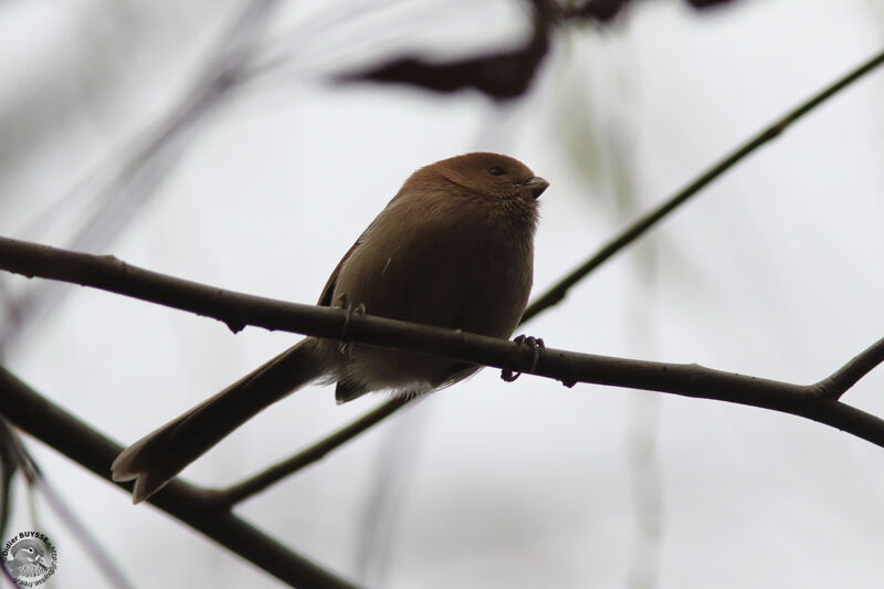 Paradoxornis de Webb, identification