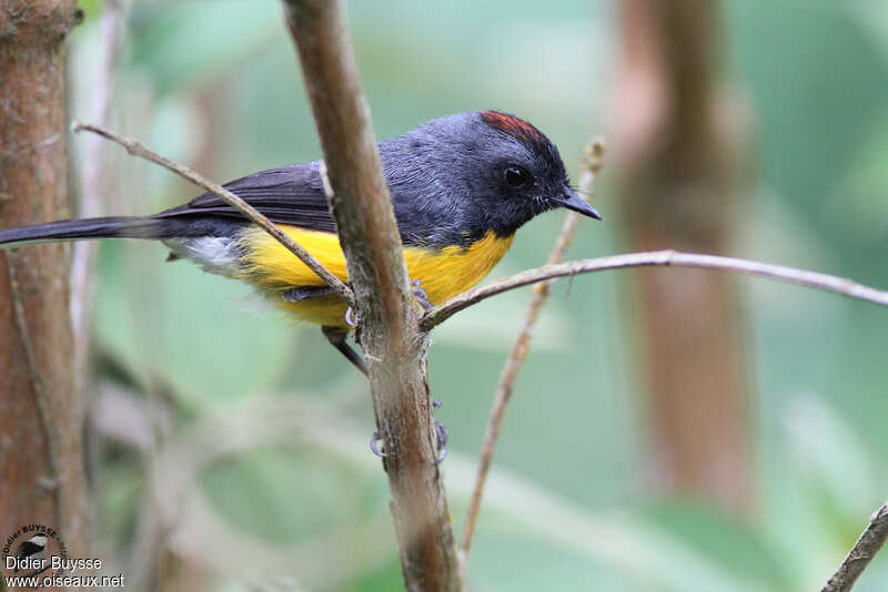 Slate-throated Whitestart male adult, identification