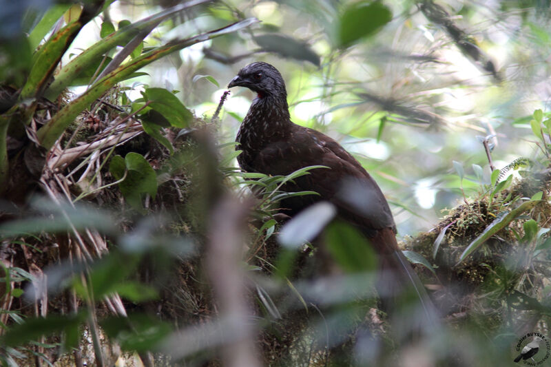 Andean Guanadult, identification