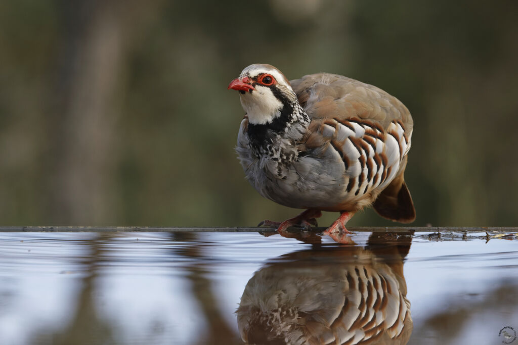 Red-legged Partridge