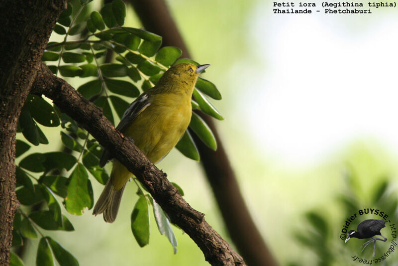 Common Ioraadult