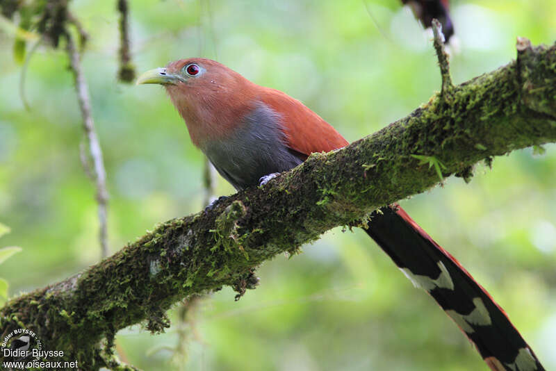 Piaye écureuiladulte, identification