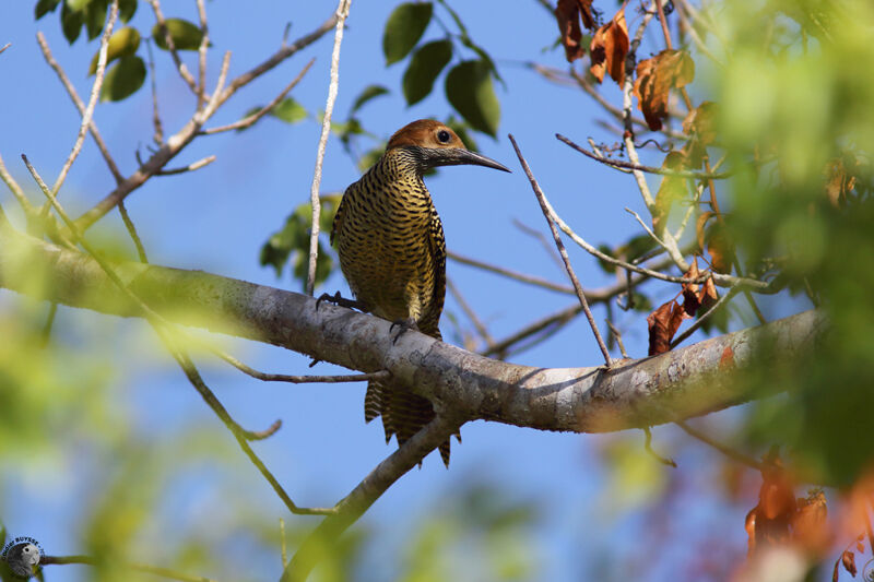 Fernandina's Flicker female adult, identification