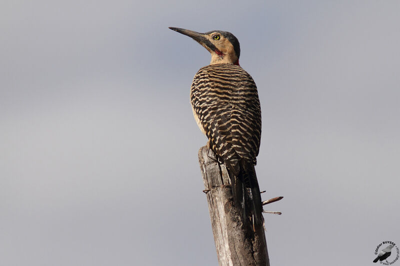 Andean Flicker male adult, identification
