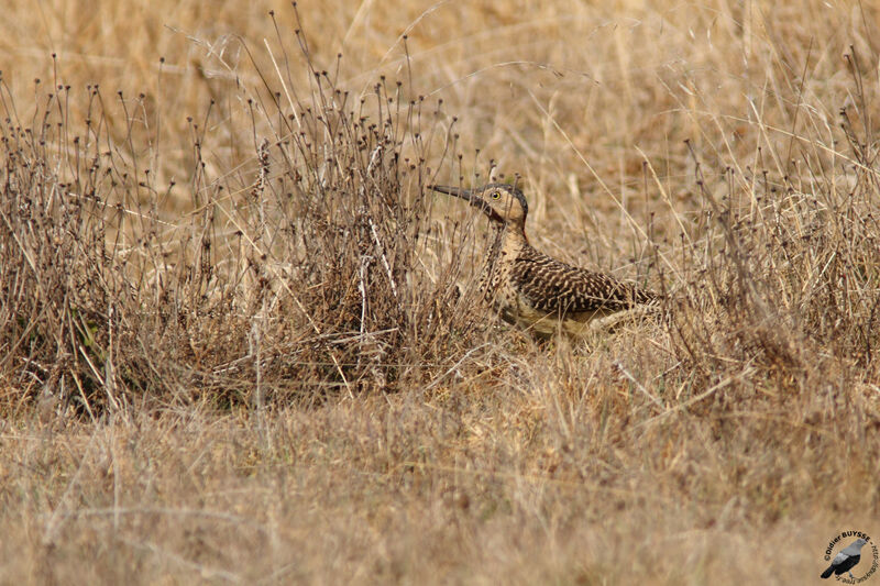 Andean Flicker male adult, identification