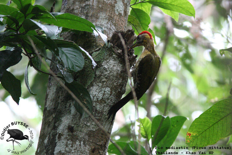 Laced Woodpecker