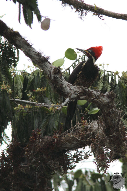 Lineated Woodpecker female adult, identification