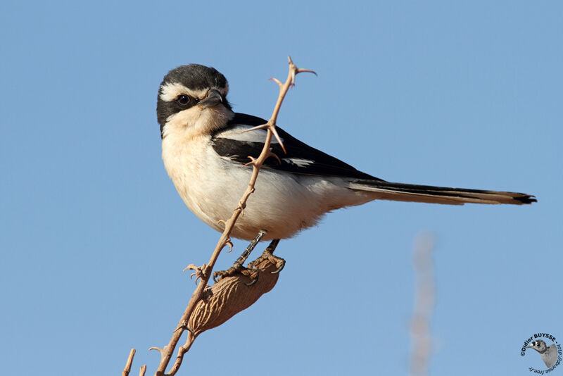 Pie-grièche fiscaleadulte, identification