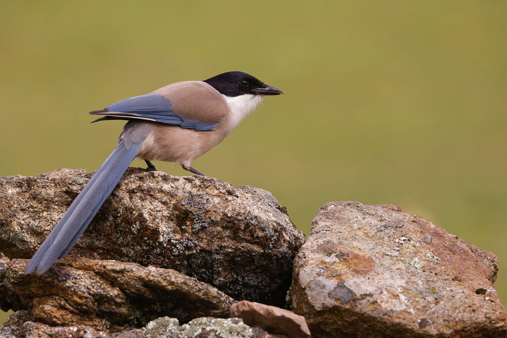 Pie ibérique - Pie-bleue ibérique<br />