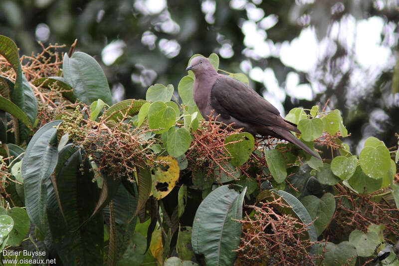 Plumbeous Pigeonadult, identification