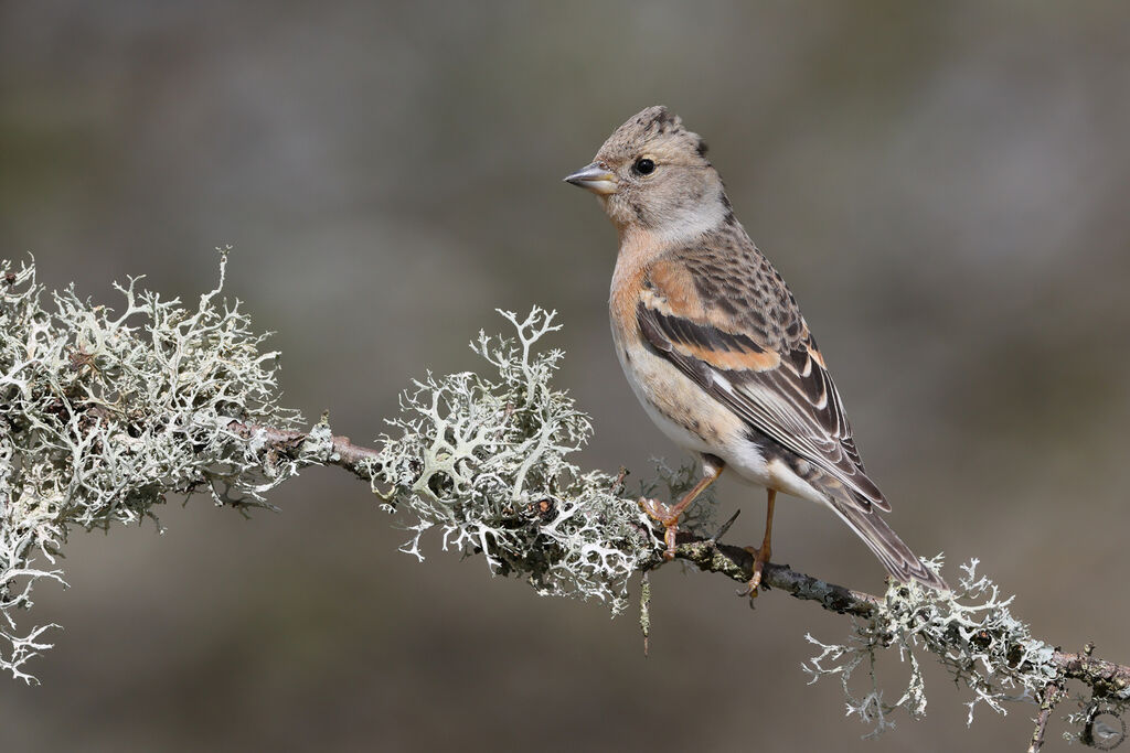 Brambling female adult