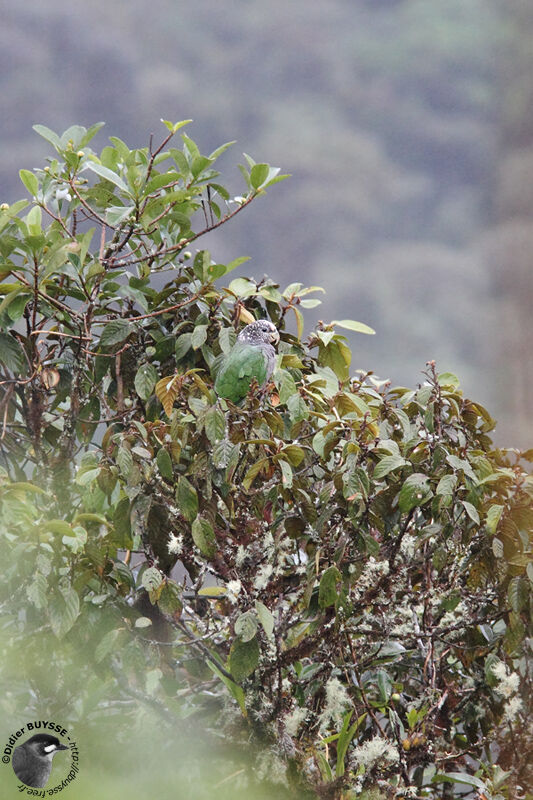 White-capped Parrotadult