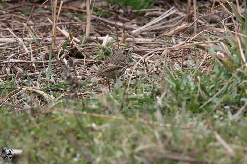 Pipit à dos oliveadulte, identification, marche