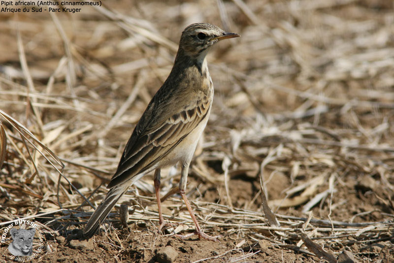 African Pipit