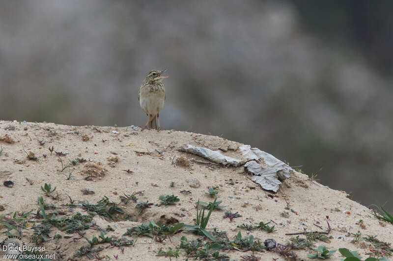 Pipit de Richardadulte, chant