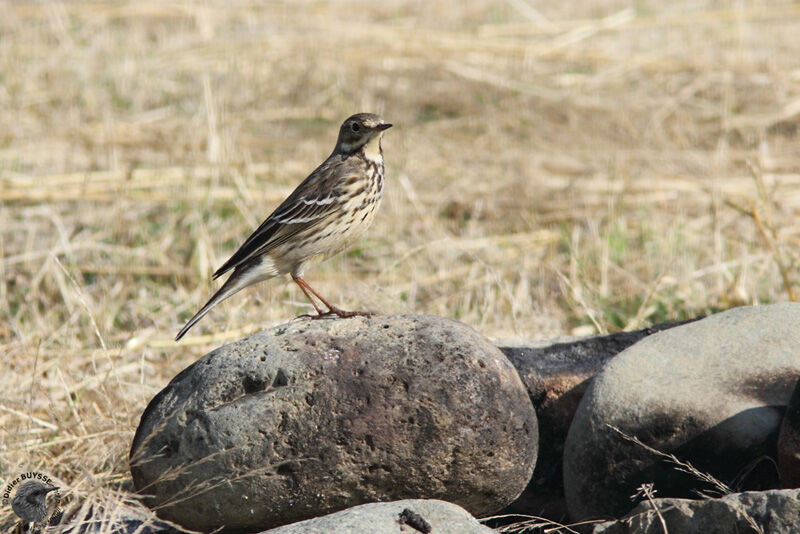 American Pipitadult post breeding, identification