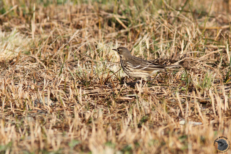 American Pipitadult post breeding, identification