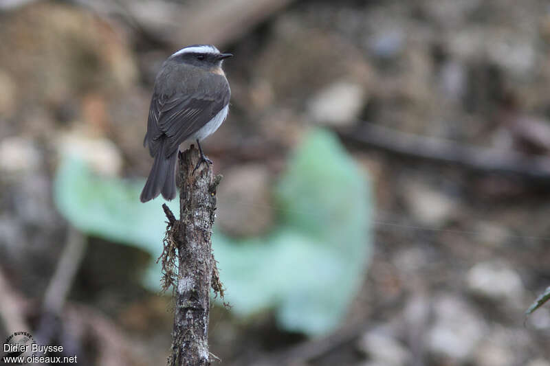 Rufous-breasted Chat-Tyrantadult, pigmentation, Behaviour