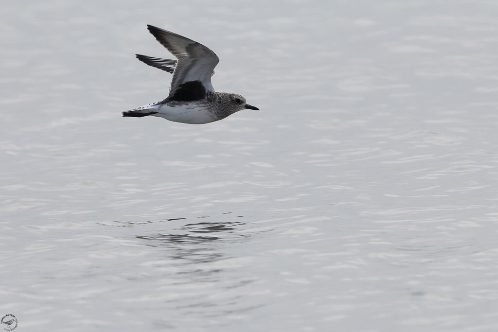 Grey Ploveradult post breeding, Flight