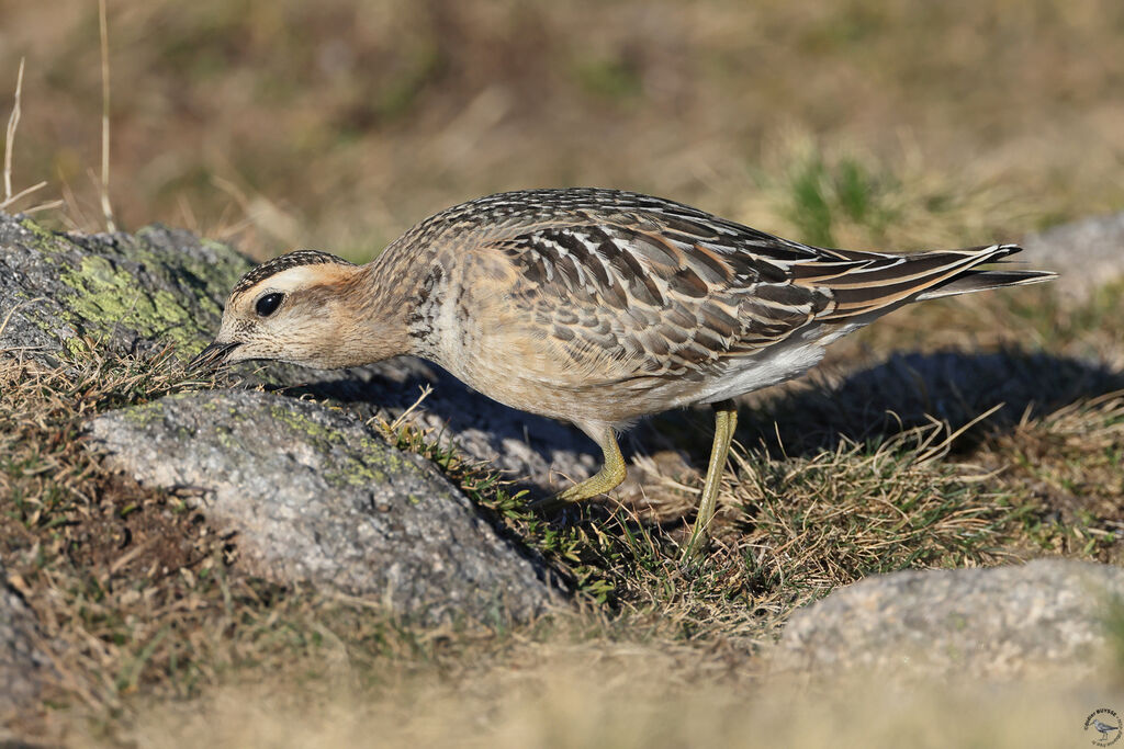 Eurasian Dotterel