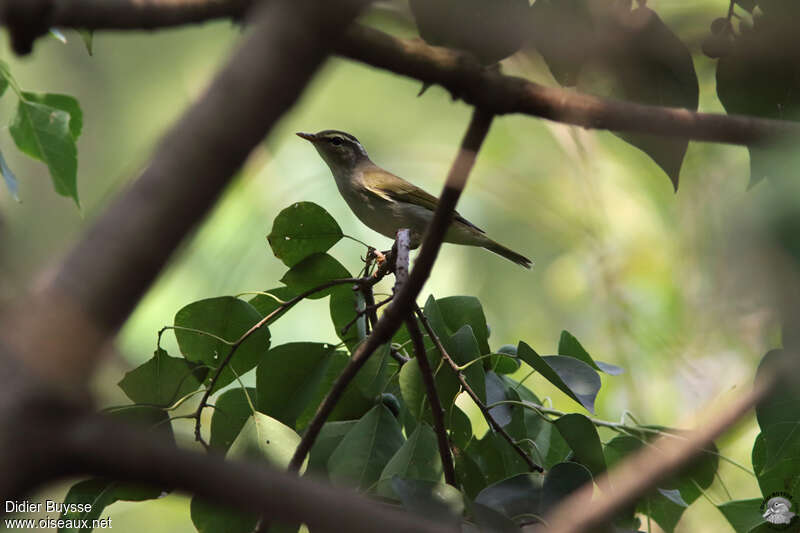 Eastern Crowned Warbleradult, habitat